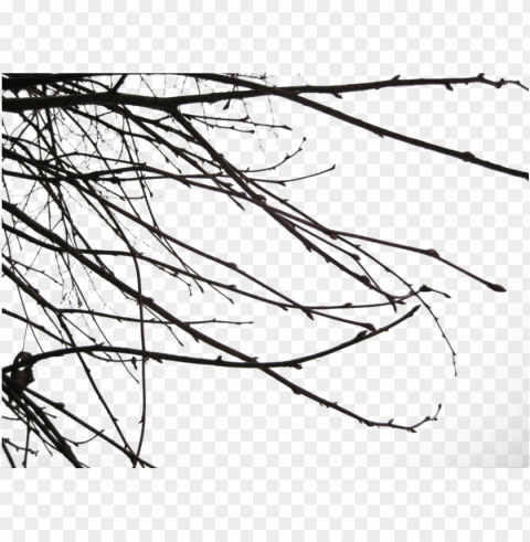 branch images - branch shadow Isolated Item on Transparent PNG Format