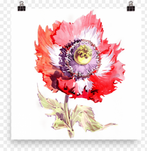 bright and floral poppy watercolour matte poster - watercolor painti HighQuality Transparent PNG Object Isolation PNG transparent with Clear Background ID e02794ce