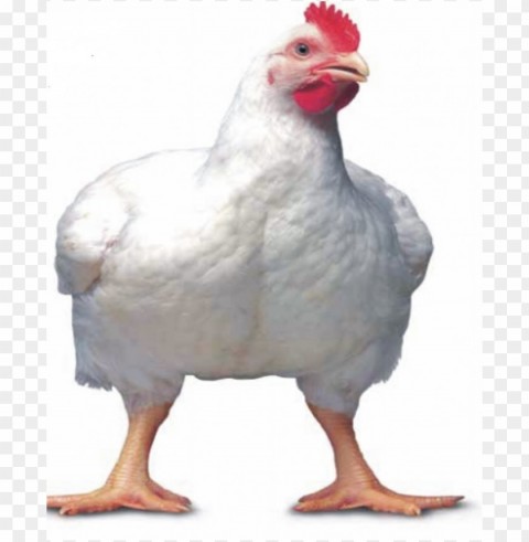 broiler chicken meat High-definition transparent PNG