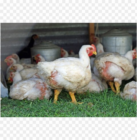 broiler chicken meat High-quality transparent PNG images