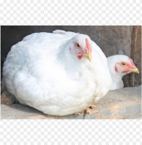 broiler chicken meat High-quality transparent PNG images comprehensive set