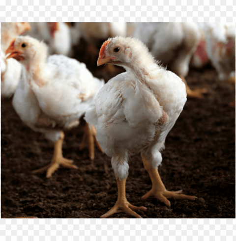 broiler chicken meat High-resolution PNG