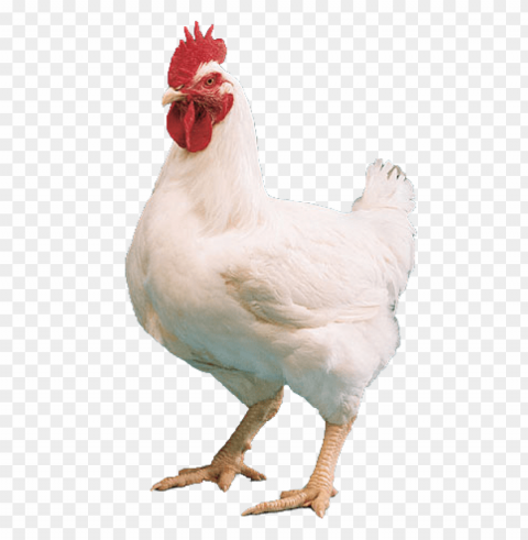 broiler chicken Isolated Icon in HighQuality Transparent PNG