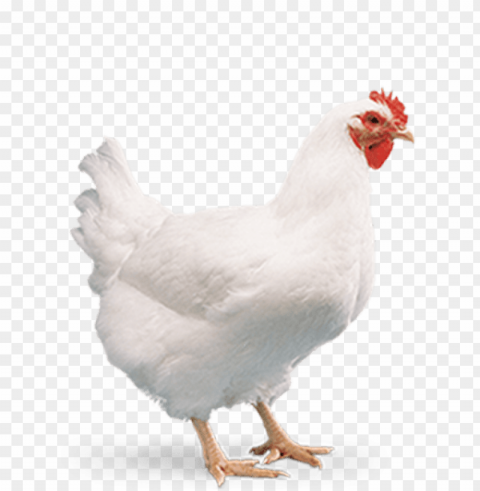 broiler chicken Isolated Icon in Transparent PNG Format