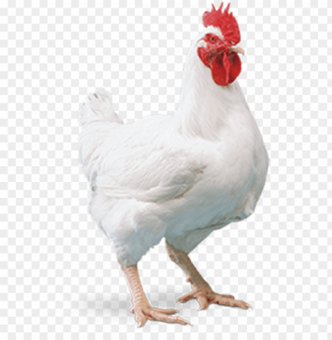 broiler chicken Isolated Icon on Transparent Background PNG