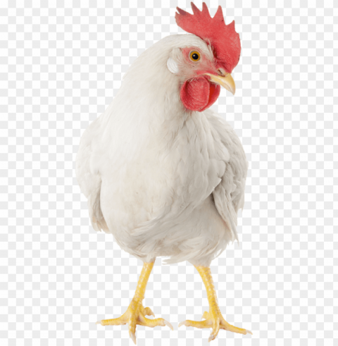 broiler chicken Isolated Icon on Transparent PNG