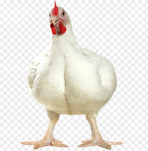 broiler chicken Isolated Icon with Clear Background PNG