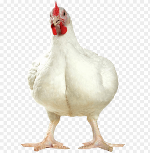 Broiler Chicken Isolated Icon With Clear Background PNG