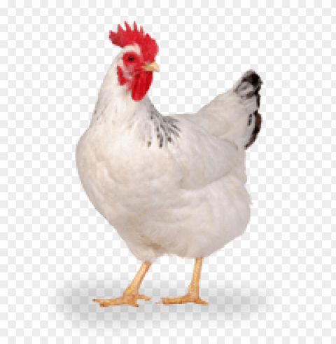 broiler chicken Isolated Illustration in HighQuality Transparent PNG