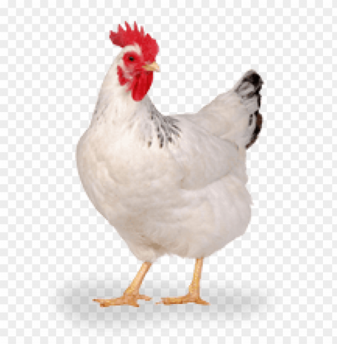 Broiler Chicken Isolated Illustration In HighQuality Transparent PNG