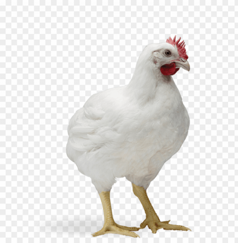 broiler chicken Isolated Illustration with Clear Background PNG