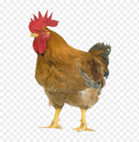 broiler chicken Isolated Item on Clear Background PNG