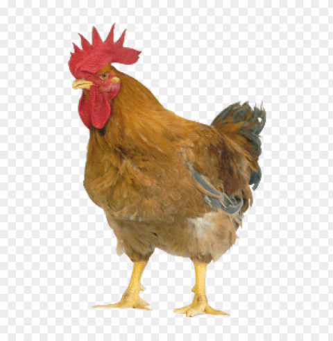 broiler chicken Isolated Item on Clear Background PNG PNG transparent with Clear Background ID 5bf2b9e8