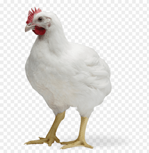 broiler chicken Isolated Item on Clear Transparent PNG
