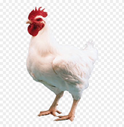 Broiler Chicken Isolated Item On HighQuality PNG