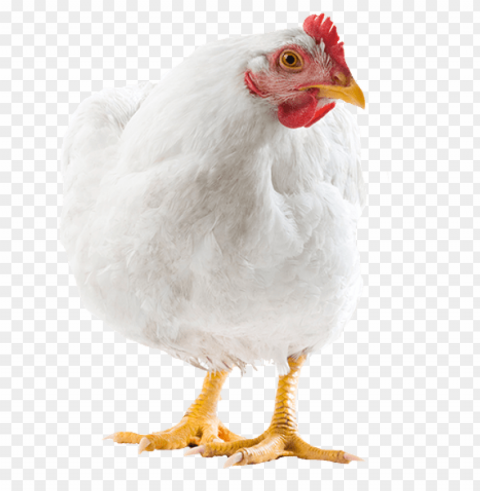 broiler chicken Isolated Item on Transparent PNG Format PNG transparent with Clear Background ID fc0d457b