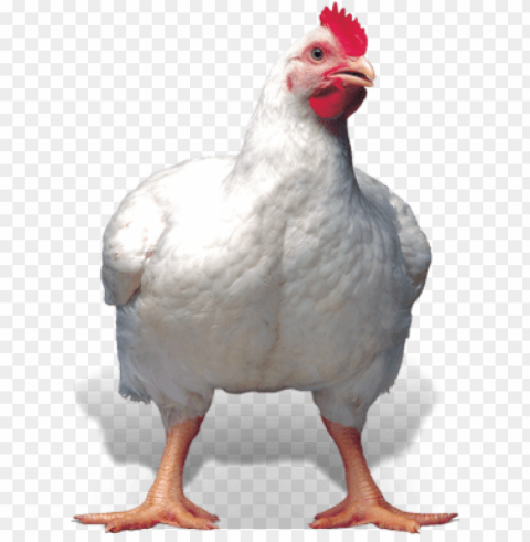 broiler chicken Isolated Item with Clear Background PNG