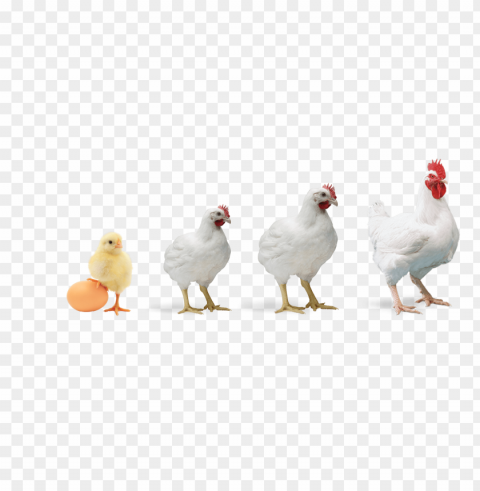 broiler chicken Isolated Item with HighResolution Transparent PNG