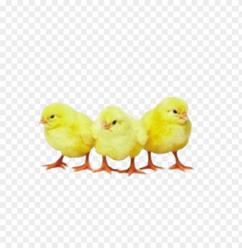 broiler chicken PNG images with high transparency