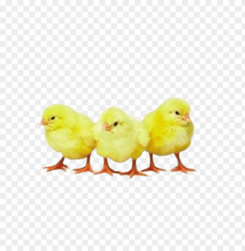 Broiler Chicken PNG Images With High Transparency