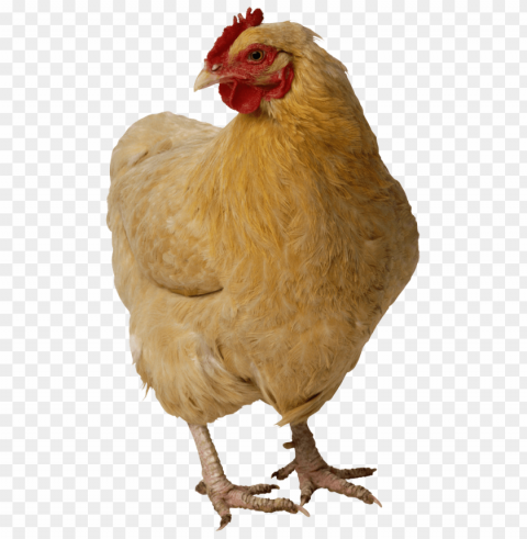 broiler chicken PNG images with high-quality resolution