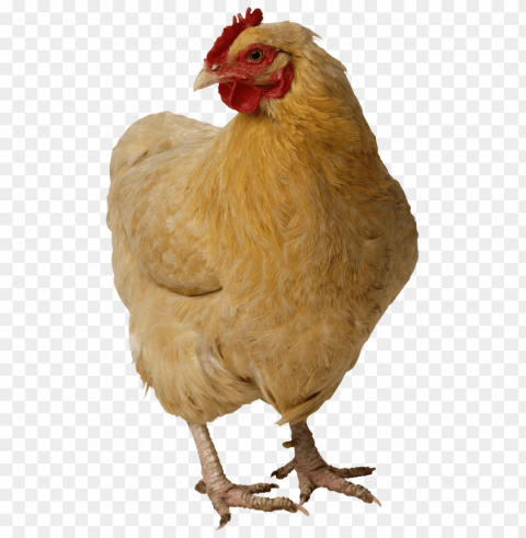 Broiler Chicken PNG Images With High-quality Resolution