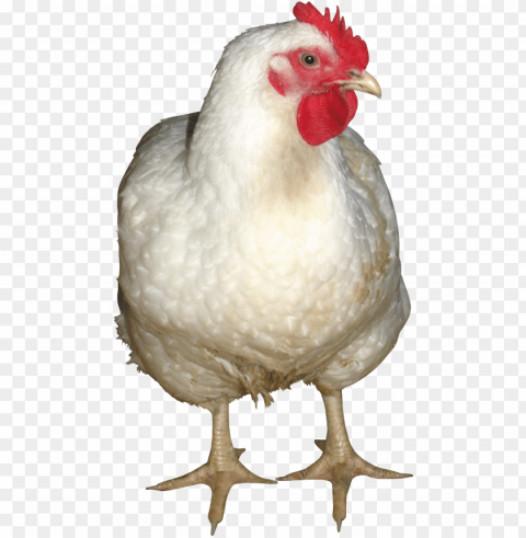 broiler chicken PNG images with no background assortment