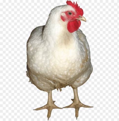 Broiler Chicken PNG Images With No Background Assortment