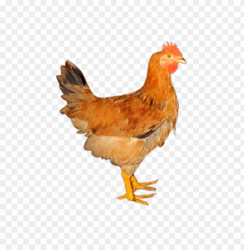 broiler chicken PNG images with no background comprehensive set