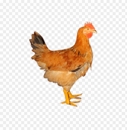 Broiler Chicken PNG Images With No Background Comprehensive Set