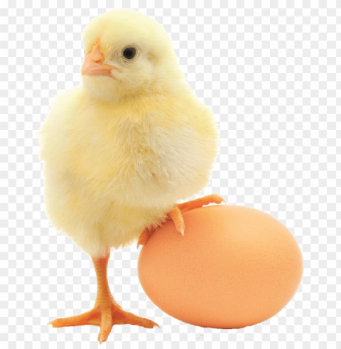 broiler chicken PNG images with no background essential