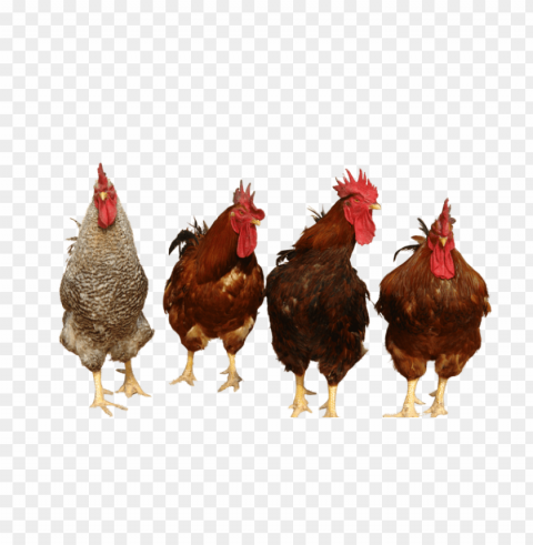 broiler chicken PNG images with no background free download