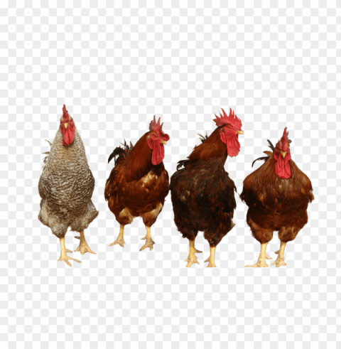 Broiler Chicken PNG Images With No Background Free Download