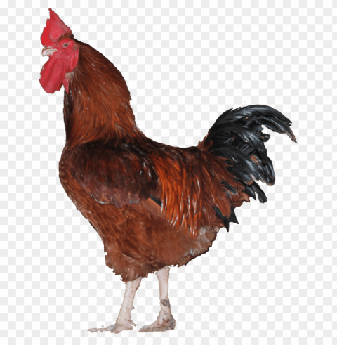 broiler chicken PNG images with transparent backdrop