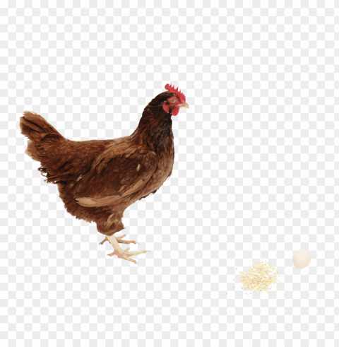 broiler chicken PNG images with transparent canvas variety