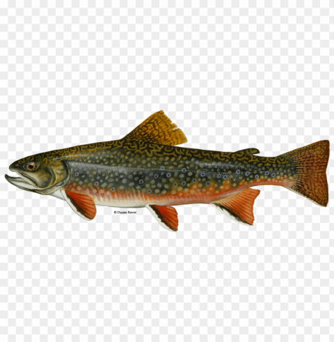 brook trout PNG Graphic with Isolated Transparency PNG transparent with Clear Background ID 2b3141f0