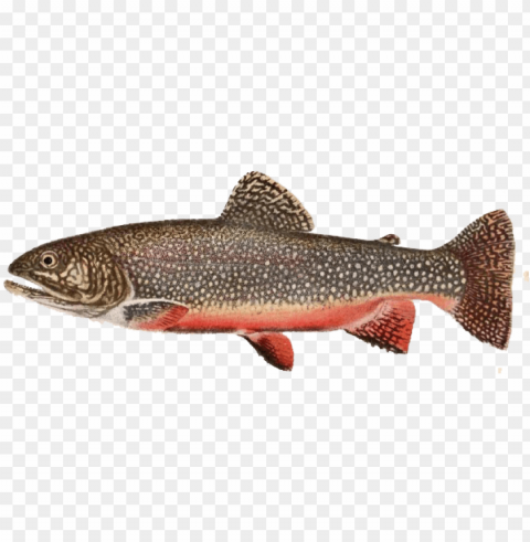 brook trout PNG transparent designs for projects PNG transparent with Clear Background ID 3673f199