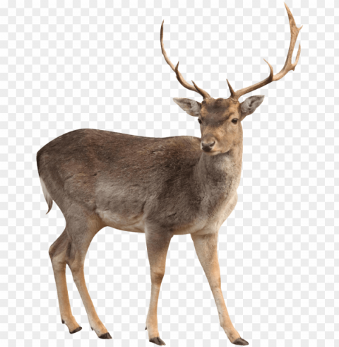 brown deer standing image - deer High-definition transparent PNG