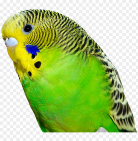 budgie - birthday wishes for parrot Transparent background PNG images complete pack