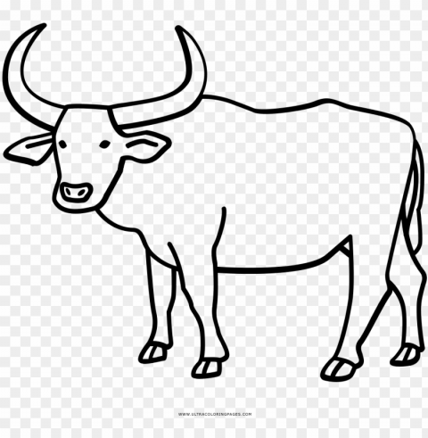 buffalo coloring page with water ultra pages - ox drawi PNG photos with clear backgrounds