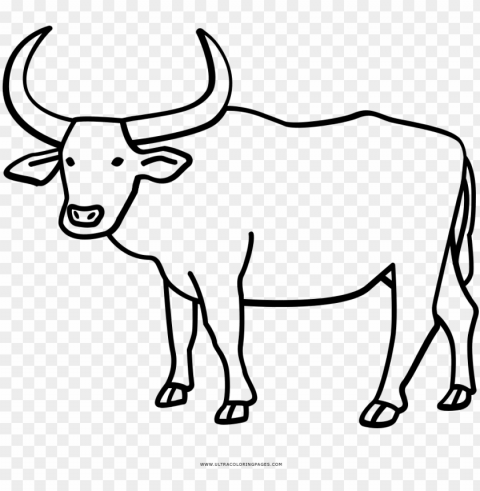 Buffalo Coloring Page With Water Ultra Pages - Ox Drawi PNG Photos With Clear Backgrounds