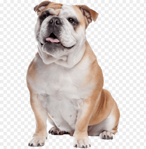 bull dog - english bulldog dog Isolated Subject with Clear Transparent PNG