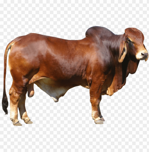 bull free download - cow Transparent PNG Isolated Object with Detail