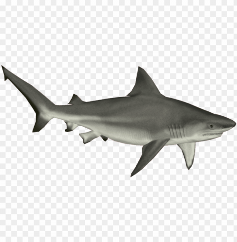 Bull Shark - Shark Isolated Graphic With Clear Background PNG