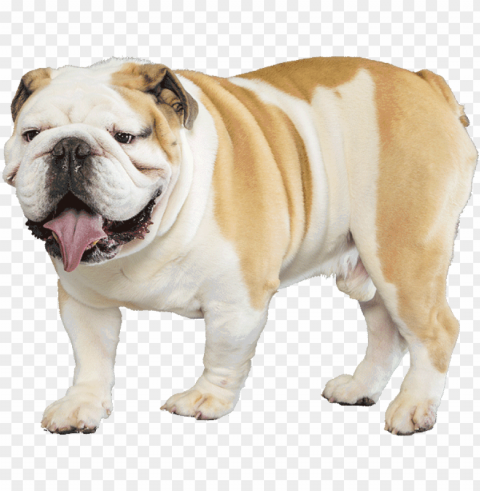 bulldog - english bulldog HighQuality Transparent PNG Object Isolation