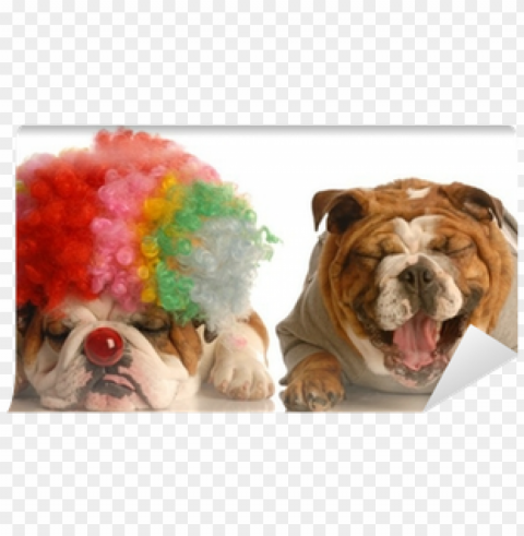 bulldog laughing at another dog dressed up with clown - party time with dogs Free PNG images with transparent layers diverse compilation