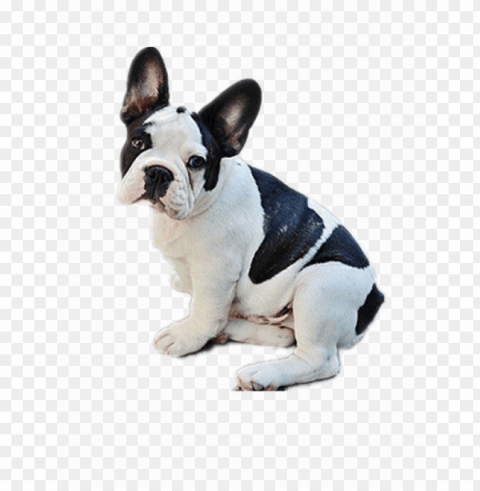 Bulldog Transparent Image - Black N White Do PNG Images For Printing