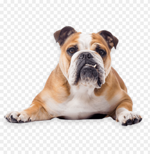 Bulldog Image - Bulldog Isolated Object In HighQuality Transparent PNG