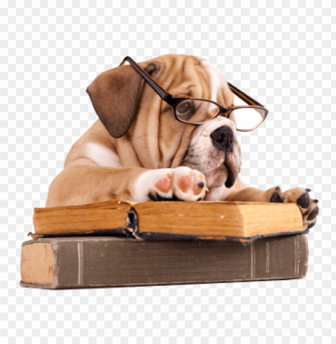 bulldog with book PNG files with transparent backdrop