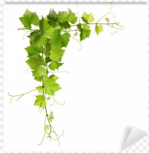 bunch of green vine leaves and grapes vine wall mural - grape vine PNG images with alpha channel diverse selection